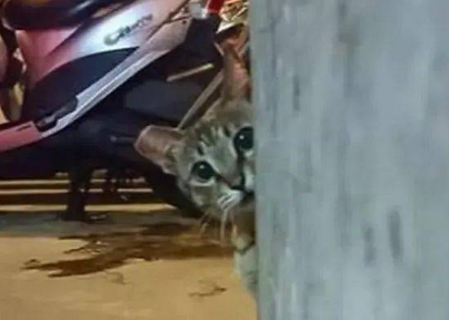 女子故意让零食袋发出声响,下一秒可爱猫头探出