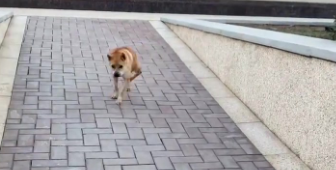 宠物狗被撞，主人索赔近万元获赔100元，法院解释原因