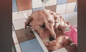 金毛在农村里流浪一个月,被热心人带去洗澡的时候,高兴得像个孩童