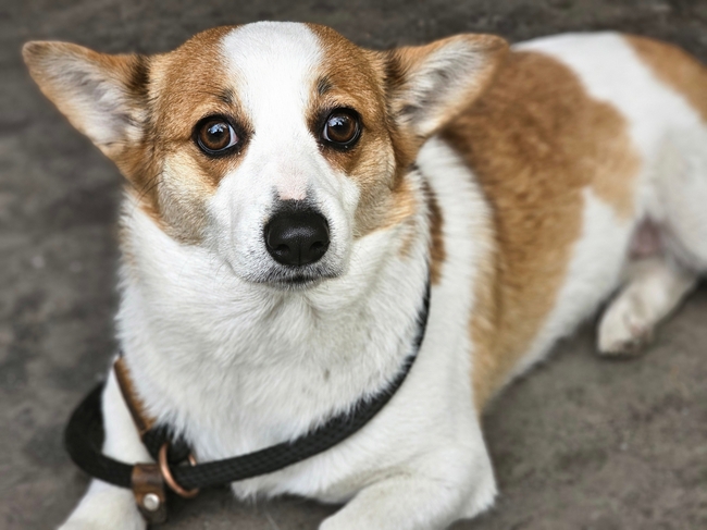 趴在地上的白棕色威尔士柯基犬图片
