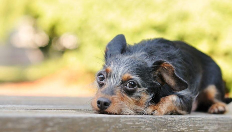 狗狗为什么会打喷嚏?狗狗打喷嚏的原因