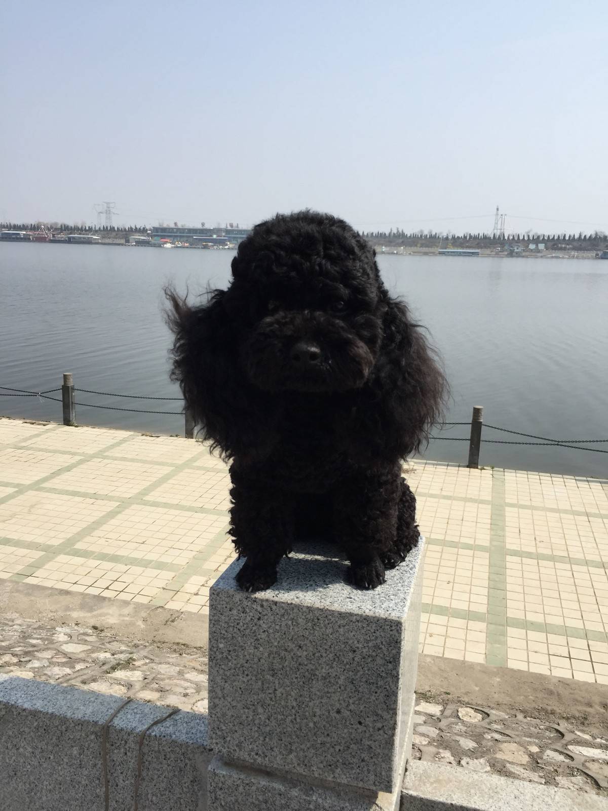 泰迪 阳光明媚,和麻麻出来晒太阳啦