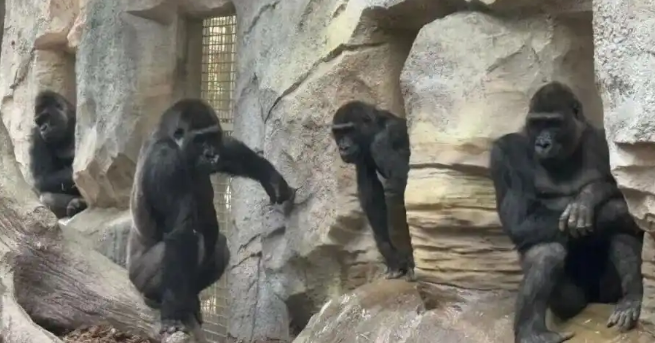 南京红山森林动物园为大猩猩“四兄弟”全网征名，网友：四大天王