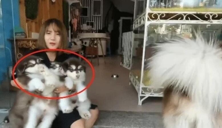 网友带4只阿拉去洗澡，因“阵容”强大走红，被它们萌化了