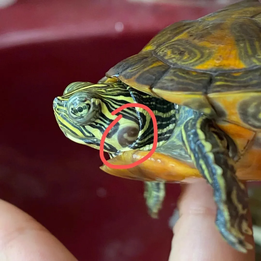 乌龟中耳炎：病因与治疗方法
