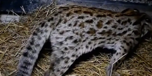 广东老太在山上捡了只小野猫养,养大后人懵了