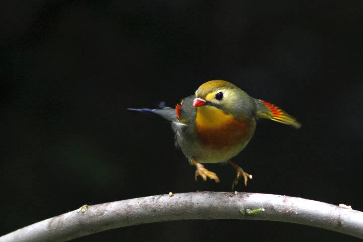 相思鸟、姿态优美