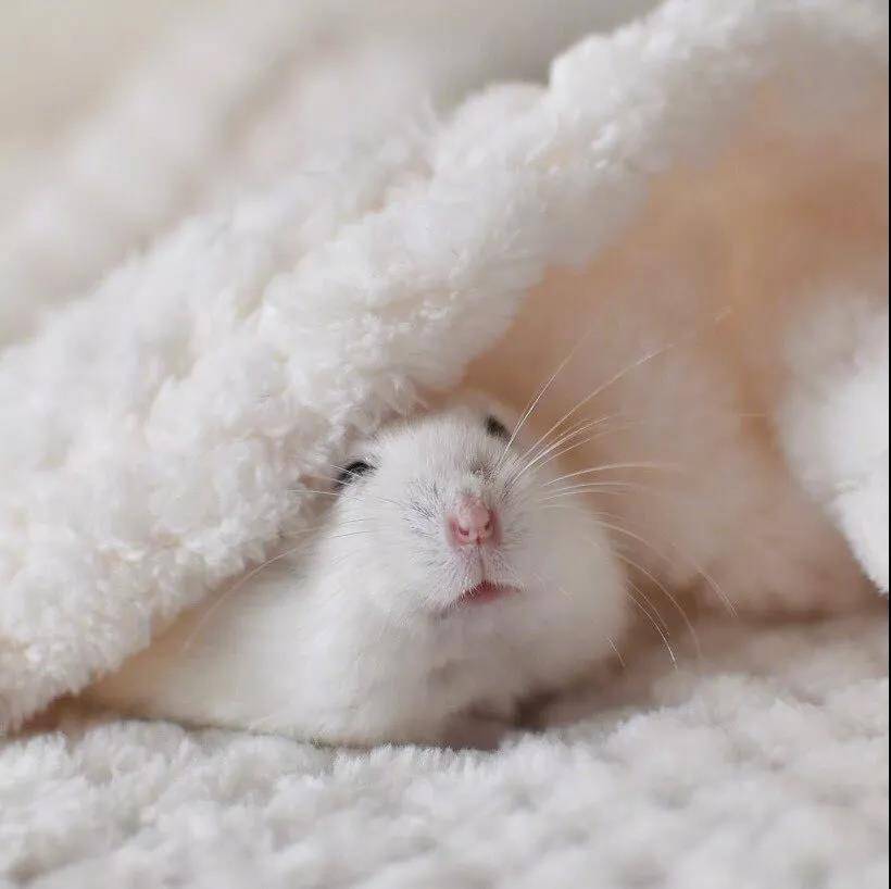 来自岛国小仓鼠的治愈笑容