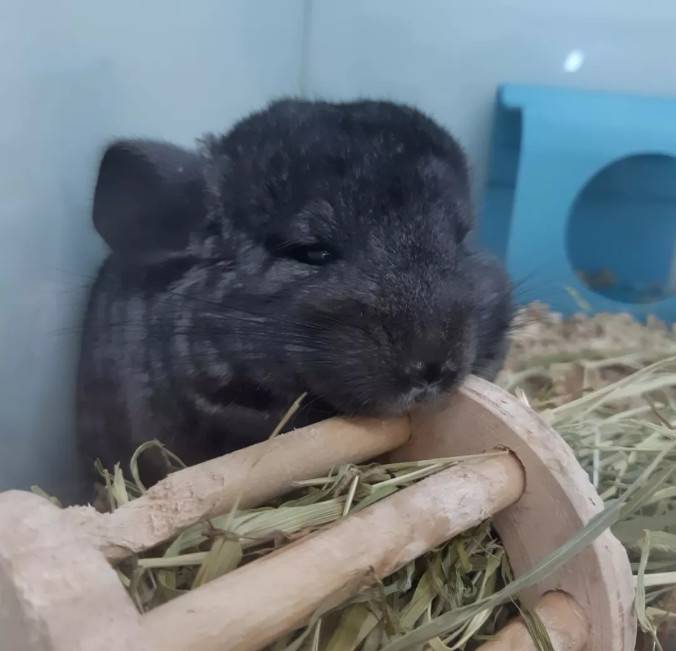 纯黑龙猫Homozygous Ebony Chinchilla,带有两对黑色对偶基因的龙猫被称为Homozygous Ebony(纯黑色),它们完全不带其它颜色的杂毛,黑到连眼睛都找不到在哪里,而毛质有明显的闪亮的光泽。纯黑色比全黑色珍贵很多,而Charoal则是另一纯黑的称呼,解作黑炭色,同是很黑的龙猫的名称,和纯黑相似,但明显分别是黑炭的毛没有明显的闪亮的光泽。