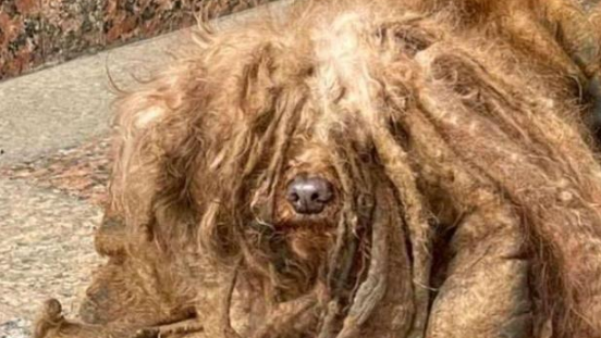 泰迪狗6年没洗澡,毛发邋遢尽是死结,主人却嫌它不爱干净抛弃它