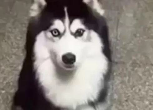 主人用零食逗二哈,成功欺骗了它!网友:怎么傻得这么可爱!