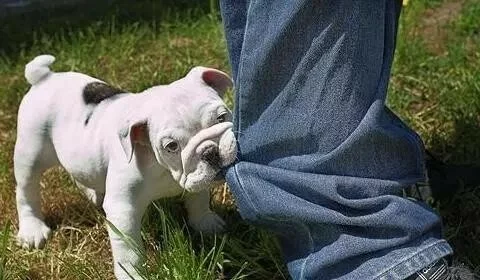 狗狗忍痛的 8 大表现，主人可别忽视了！