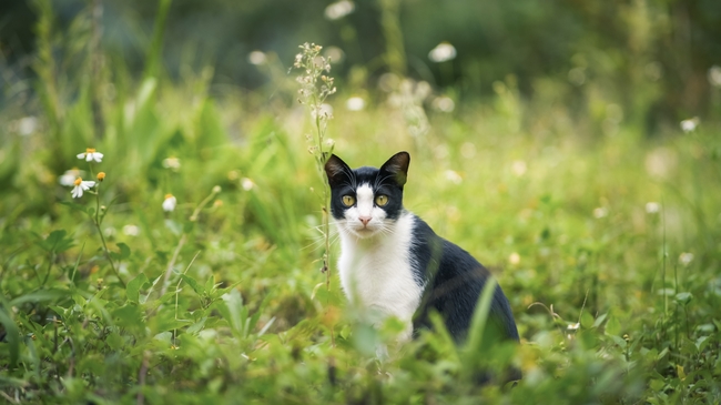 荒野迷路的小猫咪图片