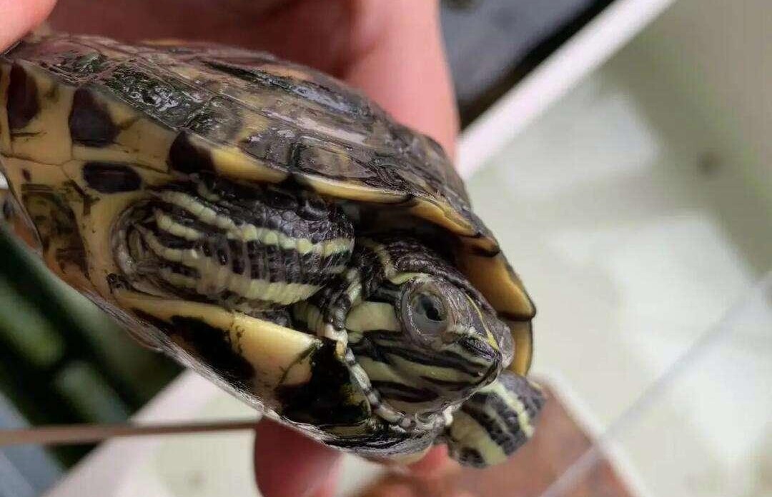 乌龟白眼了怎么办？教你轻松处理