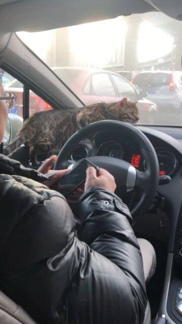 自己家的车喜欢站哪就站哪