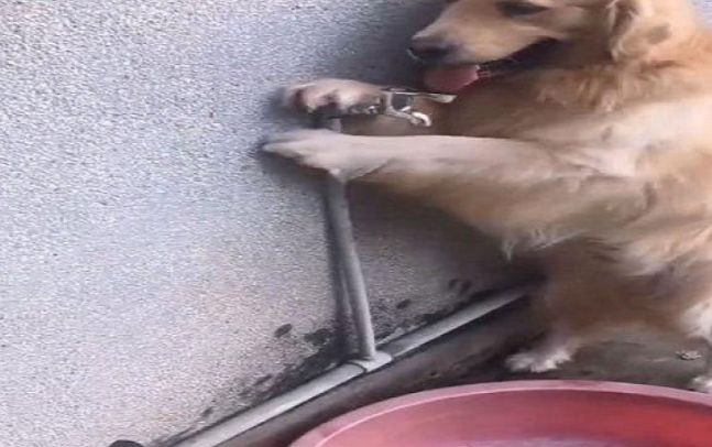 主人懒惰不愿帮金毛洗澡,洗澡亲身叼来洗澡盆,主人表明很惭愧