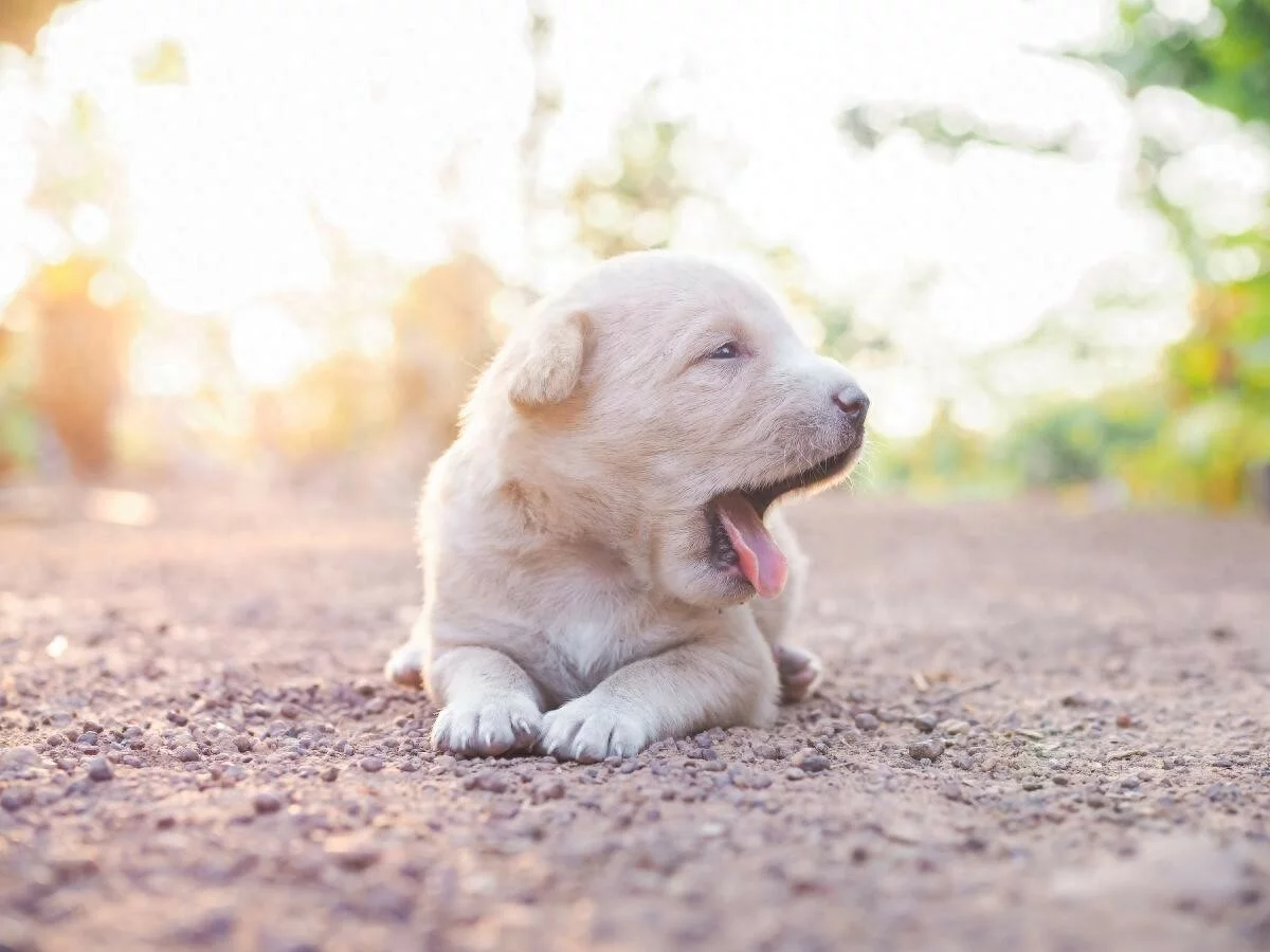 狗狗拉红丝粑粑怎么回事？铲屎官万万不可大意