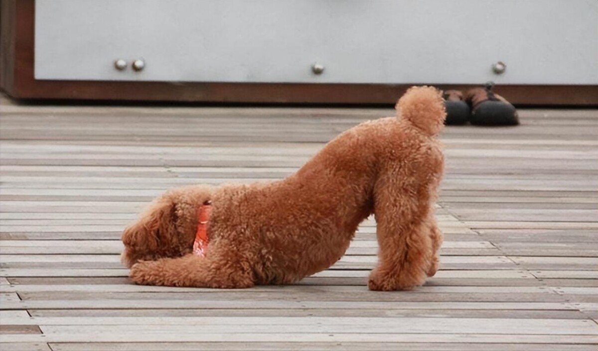 狗狗忍痛的 8 大表现，主人可别忽视了！