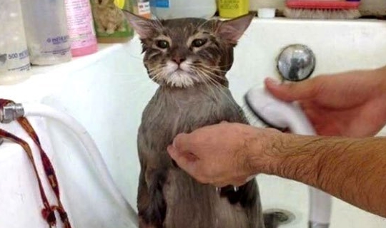 男友偷偷给猫洗澡,温声细语地喊着闺女,女子偷笑:关系发展迅速