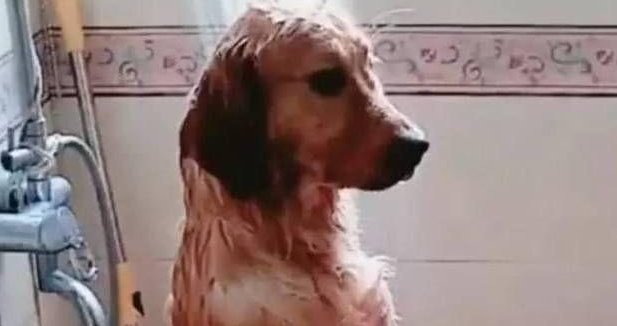 女主人给大金毛洗澡,半途接了个电話,回家后见到金毛神情笑喷