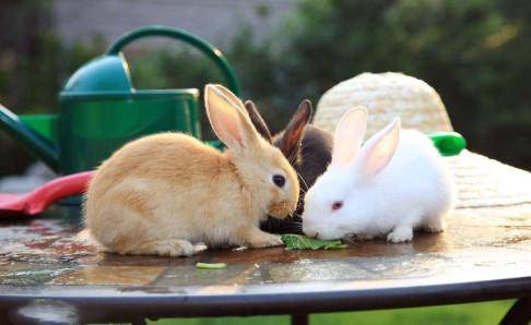 兔子的寿命有多长