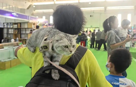 呼和浩特市民本周末共赴“毛孩子”的盛宴