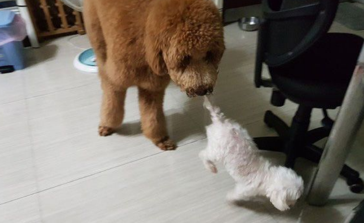 贵宾洗澡变身玉米面头 招牌呆萌表情笑喷