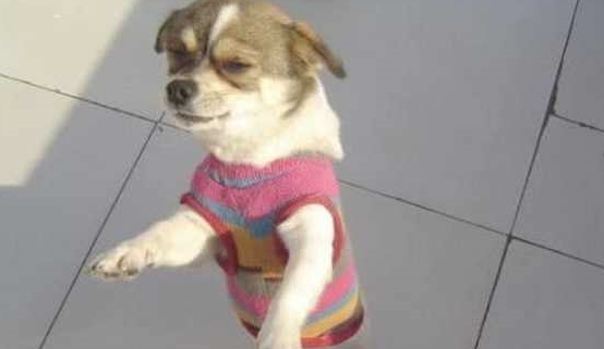 小奶狗拒绝洗澡,主人假装生闷气,下一秒狗的动作太可爱了