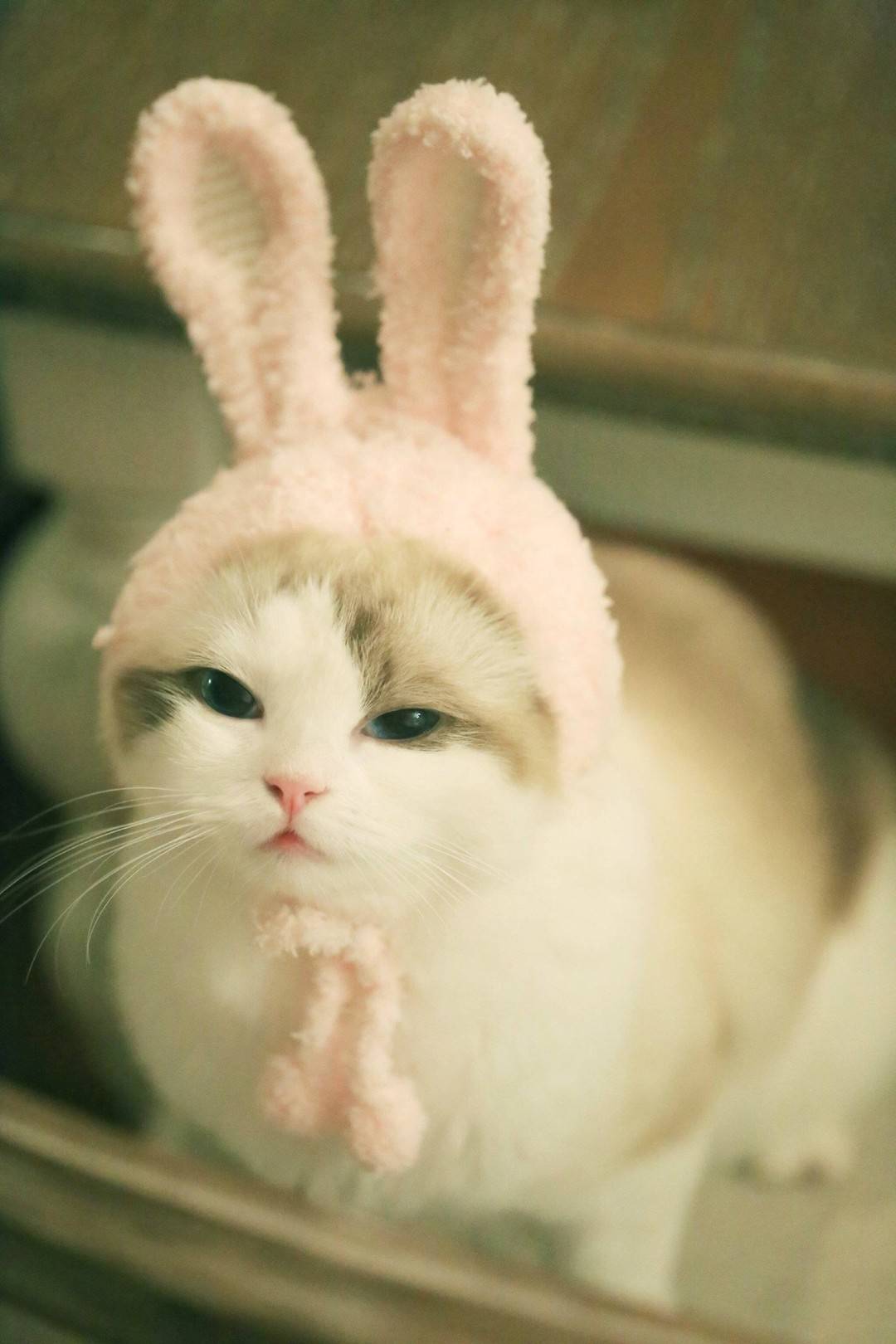 馒头～～喵星人 猫猫