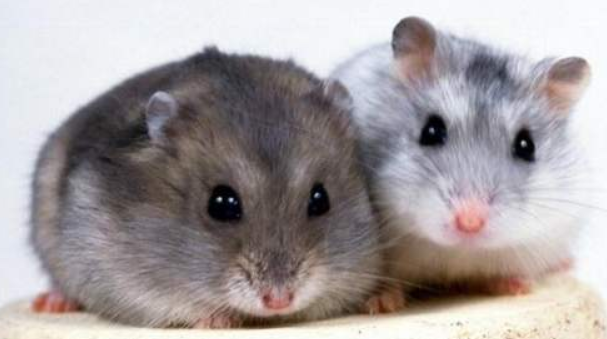 仓鼠为什么发抖