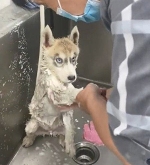 二哈去宠物店洗澡时,却一直盯住工作员:你这是啥目光啊?