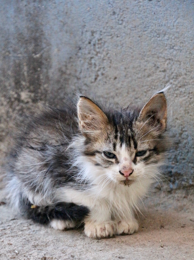躲在墙角的小猫图片