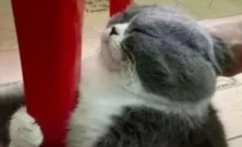 准备好热水帮猫咪洗澡,来接它时都无奈了谁家猫像你一样