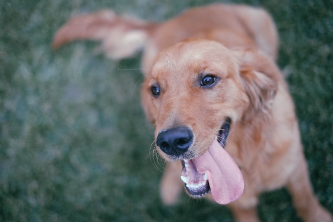 家养金毛犬图片