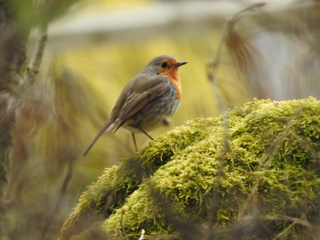 小麻雀摄影图片