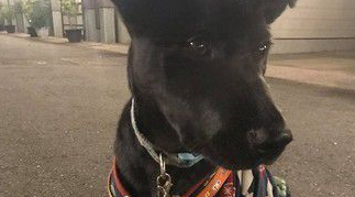 准备洗澡爱犬突然吼叫 浴室玻璃爆裂救主人一命