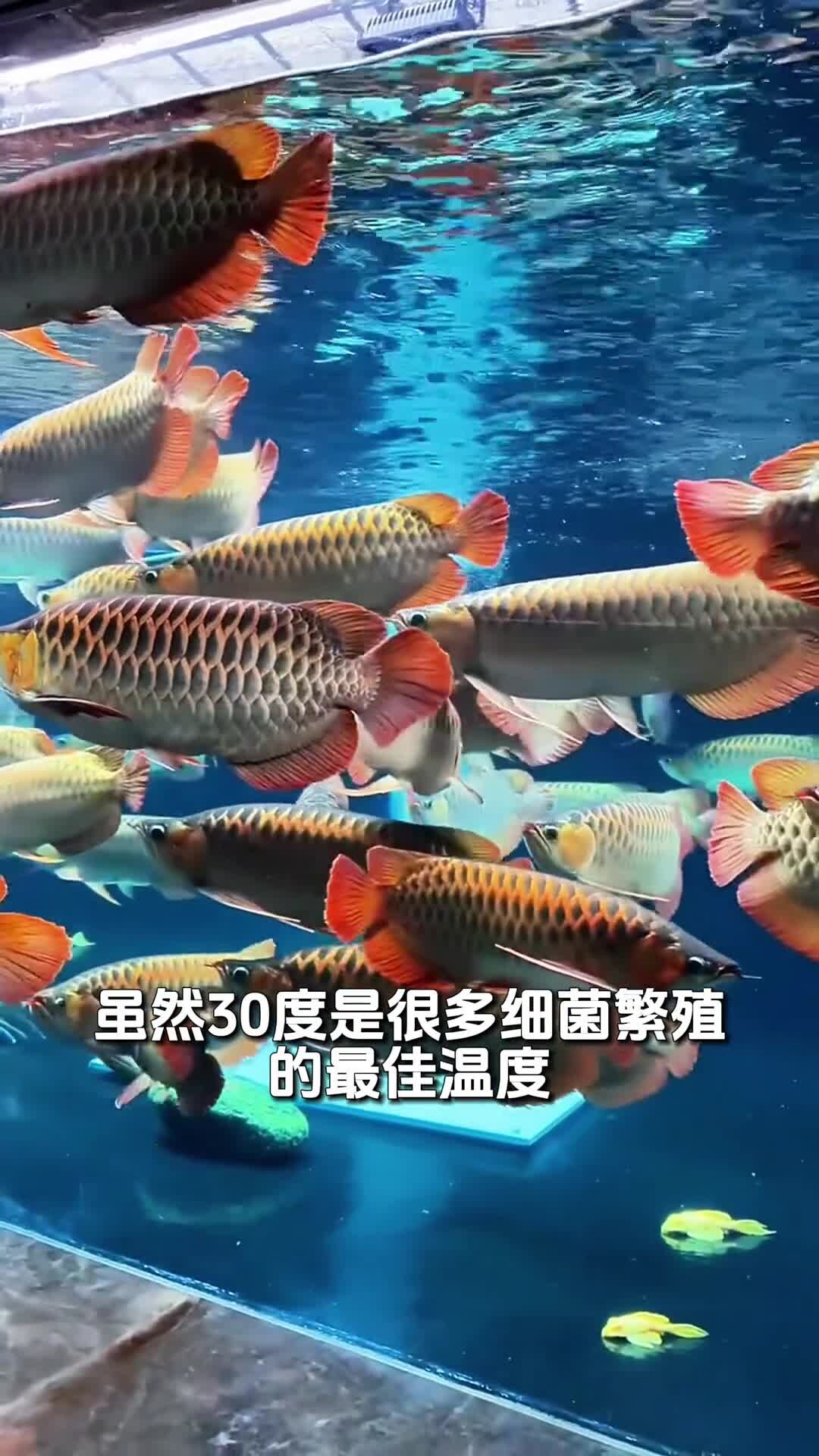 养鱼老三样，换水升温下盐该如何正确使用！
