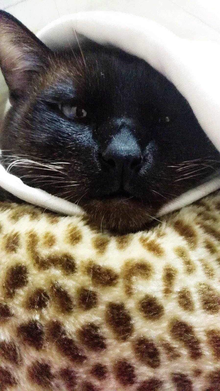 五年入梦去,终成曲中人