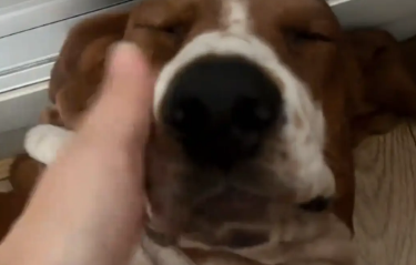 女子早上遛狗，但是狗子起不来，每次都要叫半天