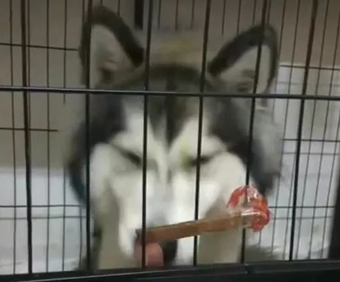 主人把零食粘在笼子上逗二哈，二哈啃得脸都酸了