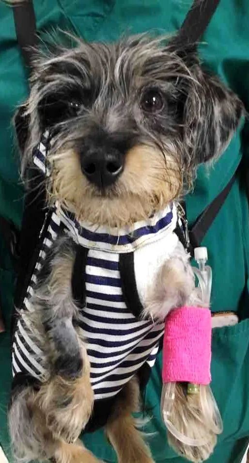 腊肠犬病例分析:诊断血管环畸形的关键步骤