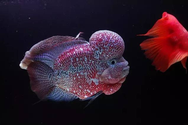 鱼友分享极品的金花罗汉鱼图