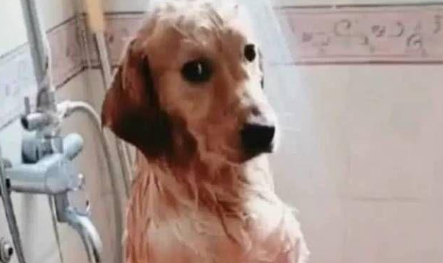 女主人给大金毛洗澡,半途接了个电話,回家后见到金毛神情笑喷