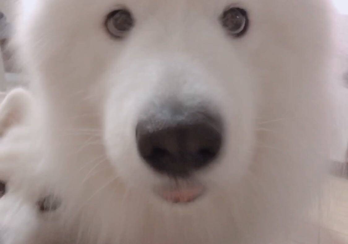 好久没更新啦~~~~~~我的萨摩耶 poppy 都已经长大了好多