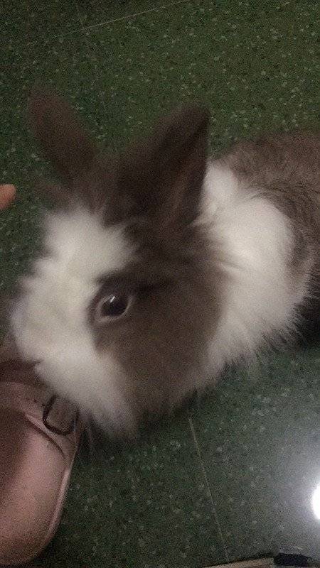 最近兔兔总咬人，喂食咬，捡屎也咬，有时还会蹿出来吓人