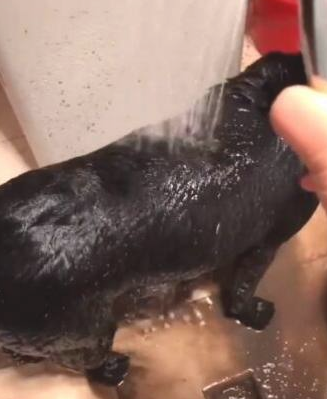 主人给黑狗洗澡,当水打湿狗狗全身上下,流出去的水使他奔溃!