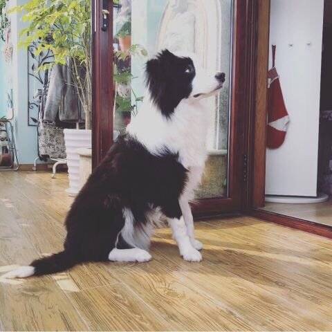 狗狗九个月啦～