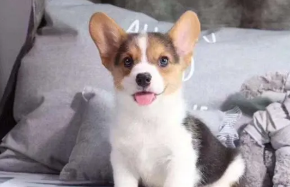 选择狗专用沐浴露的技巧,帮你少走点弯路