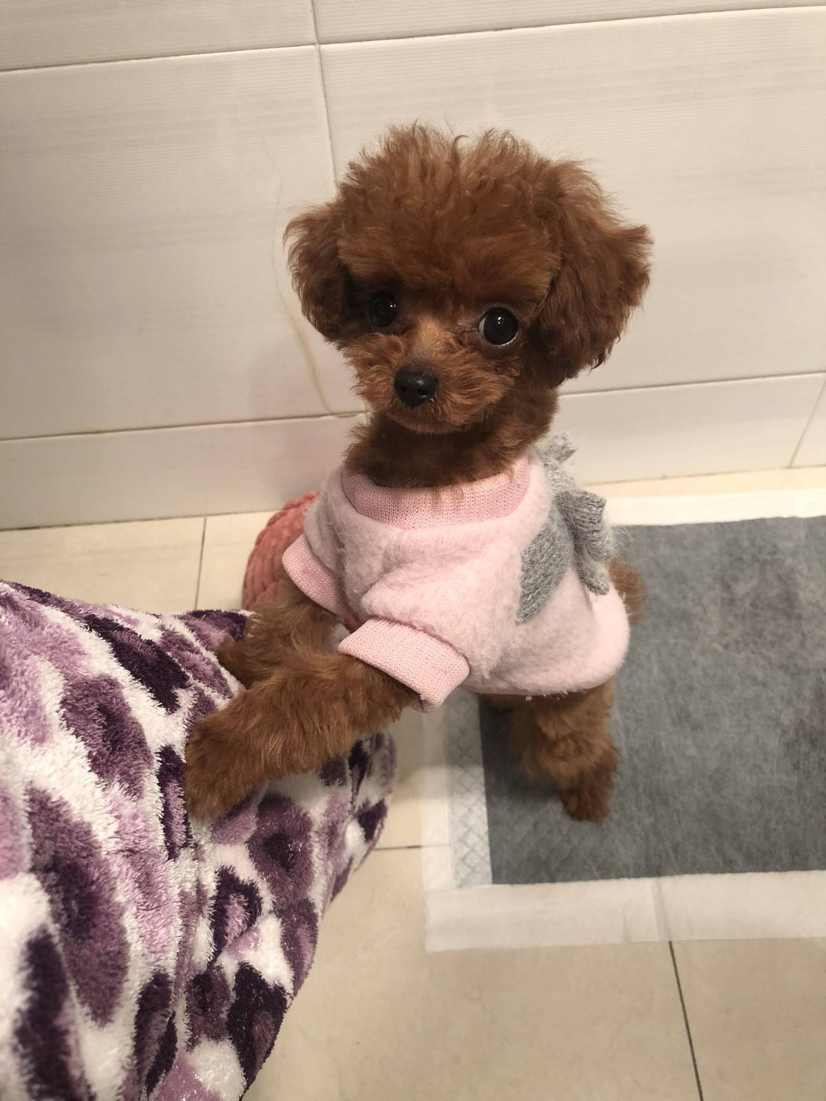 我的手机锁屏～ 萌出鼻血的泰迪……