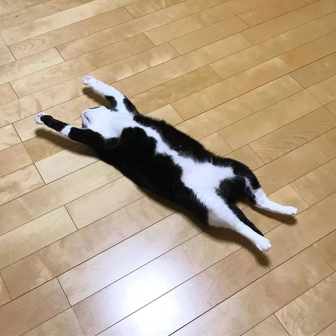 这只奶牛猫完美还原我春困的状态:基本上是一只废猫了